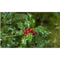 Thompson & Morgan 1 x Holly Ilex 'Green Alaska' 2 Litre Pot, Green
