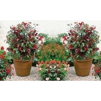 Thompson & Morgan 1 x Photinia (Standard) Red Robin 3 litre Pot, Multi