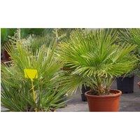 Thompson & Morgan 1 x Chamaerops humilis - 19cm, Green