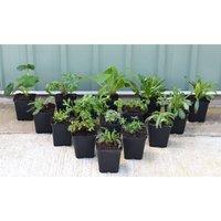 Thompson & Morgan 3 x Nurserymans Choice Perennial Cottage Garden Collection, Multi