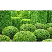 Thompson & Morgan 10 x Box Hedging 9cm pot - 10 plants, Green