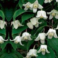 Thompson & Morgan 1 x Clematis Winter Beauty 7cm Pot & 1 tower pot kit, White
