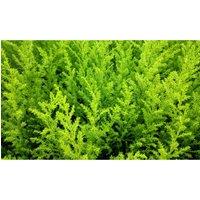 Thompson & Morgan 1 x Cupressus Goldcrest 10.5cm Potted Plant, Green