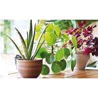 Thompson & Morgan 1 x Aloe Vera 10.5cm Pot, Green