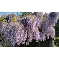 Thompson & Morgan 1 x Wisteria Prolific 1.5 Litre Pot, Purple