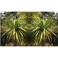 Thompson & Morgan 1 x Cordyline australis Verde atlantic green - 17cm, Green