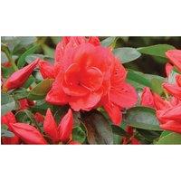 Thompson & Morgan 4 x Azalea Dwarf Collection 9cm Pot (Contains 1 each Lilac; Orange Red & White), Multi