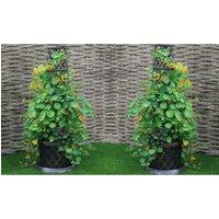 Thompson & Morgan 1pk Tower Pot Collection, Black