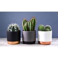 Thompson & Morgan Thompson and Morgan Two-tone ceramic Black-Gold 10.5cm Medium, Black