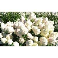 Thompson & Morgan 1 x Hydrangea paniculata 'Limelight' 9cm pot - 1 plant, White