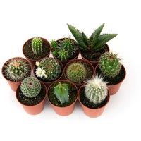 Thompson & Morgan 3 x Mini Cactus Collection - 3 plants, Green