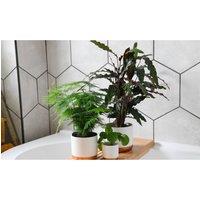 Thompson & Morgan 4 x New Home Houseplant Collection plants, Green
