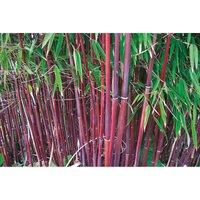 Thompson & Morgan 1 x Red Bamboo Asian Wonder 9cm Pot, Green