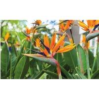 Thompson & Morgan 1 x Strelitzia Bird Of Paradise 9cm Pot, Orange