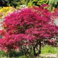 Thompson & Morgan 1 x Acer palmatum 'Atropurpureum' 7cm pot - 1 plant, Purple