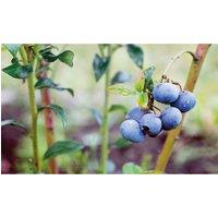 Thompson & Morgan 1 x Blueberry Bluecrop 9cm pot x 1, Blue