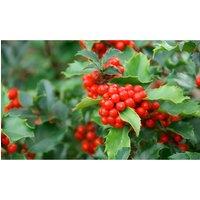 Thompson & Morgan 10 x Hedge Holly 9cm Pot, Red