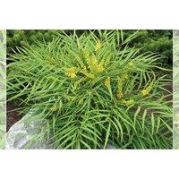 Thompson & Morgan 1 x Mahonia 'Soft Caress' 9cm, Green