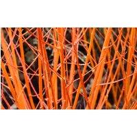 Thompson & Morgan 1 x Cornus sanguinea 'Winter Flame' 9cm pot plant, White