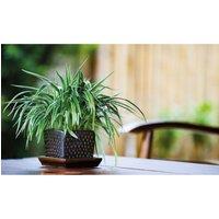 Thompson & Morgan 1 x Chlorophytum (Spider Plant) Comosum Variegatum 12cm Pot, Green