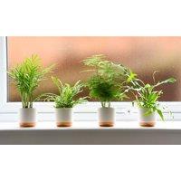 Thompson & Morgan 3 x Green Houseplant Starter Mix 6cm Pot, Green