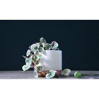 Thompson & Morgan 1 x String of Hearts Varigated 8cm Pot, Multi