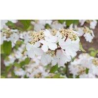 Thompson & Morgan 1 x Viburnum Kilimanjaro Sunrise 3 Litre Pot, White