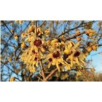 Thompson & Morgan 1 x Chimonanthus Praecox Wintersweet 9cm Pot, Yellow