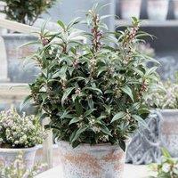 Thompson & Morgan 1 x Sarcocca Plant - Winter Gem 2 litre, White