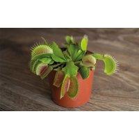 Thompson & Morgan 1 x Venus Fly Trap (House Plant) 9cm Pot, Green