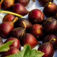 Thompson & Morgan 1 x Fig (Ficus) Little Miss Figgy 9cm Pot, Green