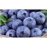 Thompson & Morgan 1 x Trachelospermum Jasminoides 9cm Pot, White