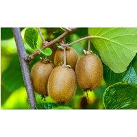 Thompson & Morgan 1 xKiwi Jenny 9cm Pot, White