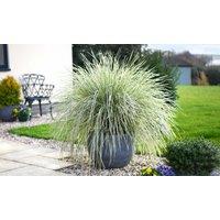 Thompson & Morgan 1 x Lomandra 'White Sands' 9cm, Cream