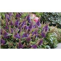 Thompson & Morgan 1 x Buddleja Butterfly Candy Little White 9cm Pot, Cream