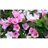 Thompson & Morgan 1 x Weigela Towers of Flowers Apple Blossom 9cm Pot, Pink