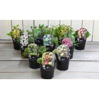 Thompson & Morgan 6 x Lucky Dip Alpine 9cm Pot, Multi