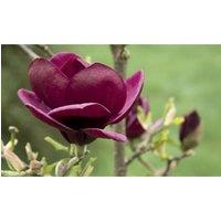 Thompson & Morgan 1 x Magnolia Genie 9cm Pot