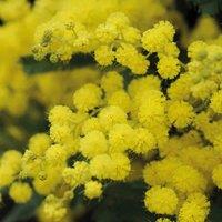 Thompson & Morgan 1 x Acacia (Mimosa) Dealbata (9cm Pot), Yellow