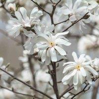 Thompson & Morgan 1 x Magnolia Stellata 9cm Pot, White