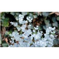 Thompson & Morgan 2 x Eucalyptus gunnii 'Azura' 9cm pot plant, Silver