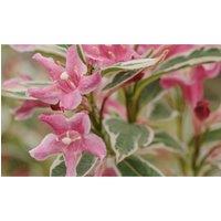 Thompson & Morgan 1 x Weigela 'Florida Variegata' 9cm pot, Pink