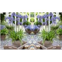 Thompson & Morgan 1 x Agapanthus Ever Sapphire 9cm Pot, Blue
