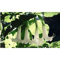 Thompson & Morgan 1 x Brugmansia (Datura) Single Yellow 9cm Pot, Yellow