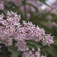 Thompson & Morgan 2 x Lilac Duo Collection - 1 of each plant, Multi