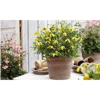 Thompson & Morgan 1 x Clematis Little Lemons 7cm Pot, Yellow