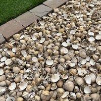 Mainland Aggregates Cockle Shell Mulch, Multi