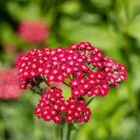 Thompson & Morgan 1 x Achillea millefolium 'Cerise Queen' 9cm pot, Green