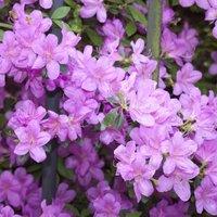 Thompson & Morgan 1 x Azalea Dwarf Lilac 9cm Pot, Green