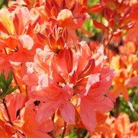Thompson & Morgan 1 x Azalea Dwarf Orange 9cm Pot, Green